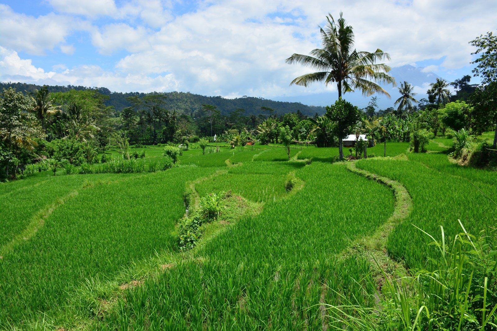 Bali jungle