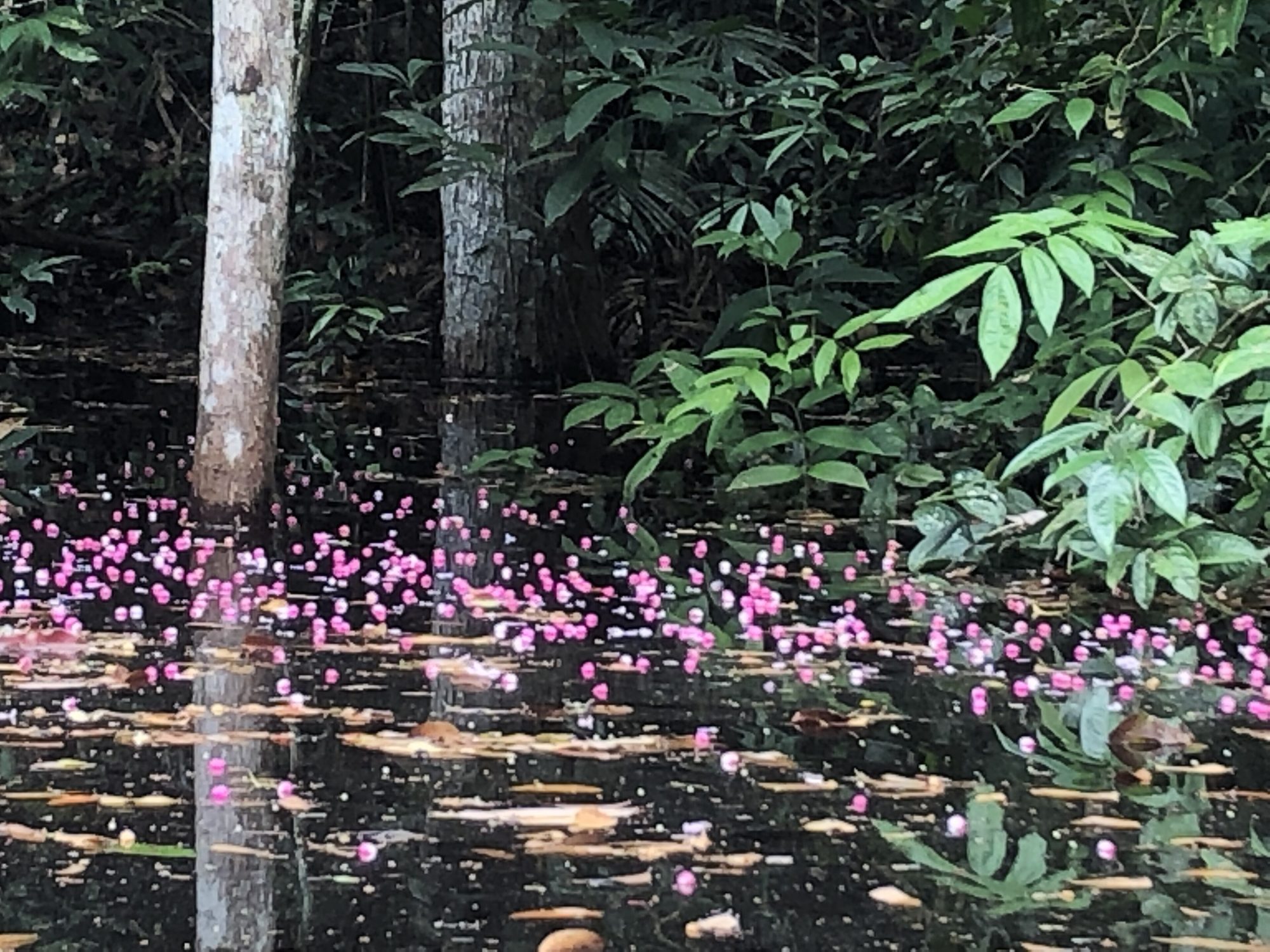 Aldeia Rizoma, Paraty, Rio de Janeiro landscape