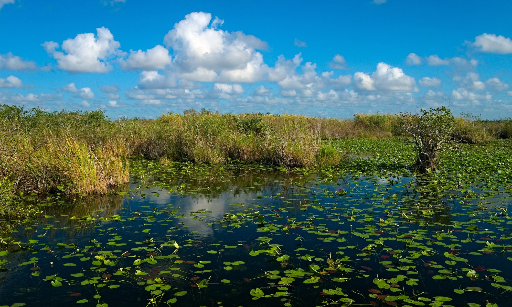 Naples, Southwest Florida landscape
