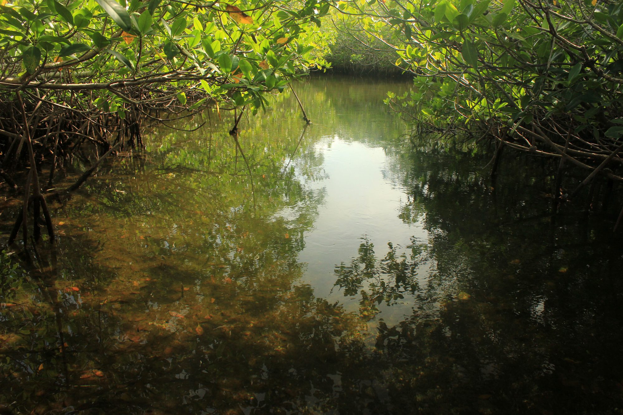 Saint Cloud, Central Florida landscape
